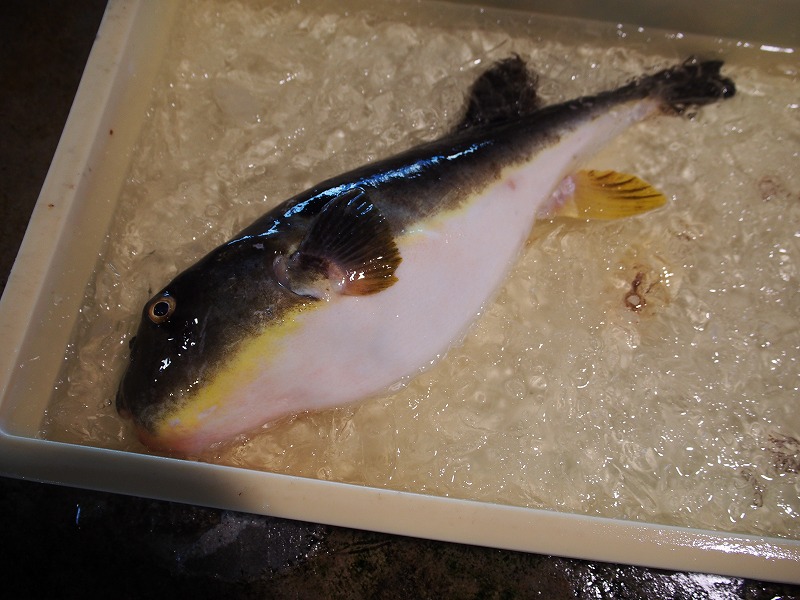 富山の魚 マフグ 富山湾岩瀬 富山 とやま 美味しい 魚 旬